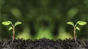 ΘΕΡΜΟΚΗΠΙΟ ΑΝΘΟΚΟΜΙΚΑ ΔΕΝΔΡΟΚΟΜΙΚΑ ΝΕΑΠΟΛΗ ΡΟΥΣΣΑΙΪΚΑ ΑΓΡΙΝΙΟ ΠΙΣΤΙΟΛΗΣ ΚΩΝΣΤΑΝΤΙΝΟΣ