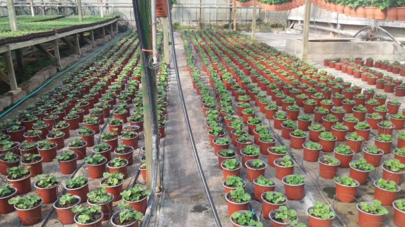 ΦΥΤΩΡΙΟ ΑΝΘΟΚΟΜΙΚΑ ΔΕΝΔΡΟΚΟΜΙΚΑ ΚΑΤΩ ΣΟΥΛΙ ΜΑΡΑΘΩΝΑΣ ΑΤΤΙΚΗ ΤΖΕΡΕΜΕΣ ΓΙΩΡΓΟΣ