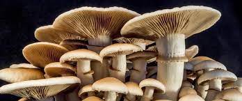 ΕΜΠΟΡΙΟ ΜΑΝΙΤΑΡΙΩΝ ΟΠΩΡΟΚΗΠΕΥΤΙΚΑ  MANITOY FRESH ΣΙΝΔΟΣ ΘΕΣΣΑΛΟΝΙΚΗ ΠΕΤΡΟΥΤΣΟΣ ΔΗΜΗΤΡΙΟΣ